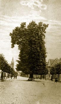 Sonsbeck Marktlinde